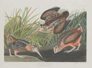 Amerikansk Woodcock, 1835. av Robert Havell