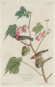 Vikbröstsångare, 1829. av Robert Havell