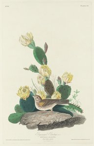 Bay-winged Bunting, 1830. av Robert Havell