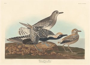 Svartbukad Plöver, 1836. av Robert Havell
