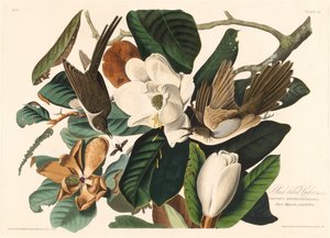 Svartnäbbgök, 1828. av Robert Havell