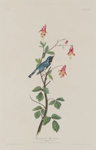 Svartstrupig blåsångare, 1832. av Robert Havell