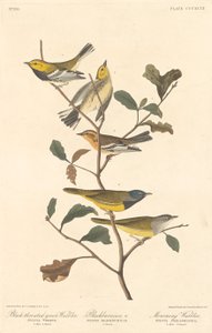 Svartstrupig grönsångare, svartsångare och sorgsångare, 1837. av Robert Havell