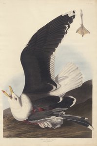 Svartryggad mås av Robert Havell