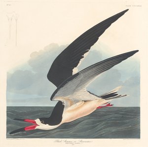 Black Skimmer, 1836. av Robert Havell