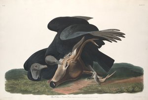 Svart gam, 1831. av Robert Havell