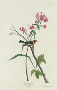 Blackburnian sångare, 1832. av Robert Havell