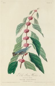 Blågrön sångare, 1828. av Robert Havell
