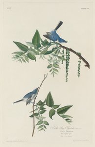 Blågrå flugsnappare, 1830. av Robert Havell