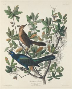 Båtstjärtad grackle, 1834. av Robert Havell