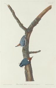 Brunhövdad nötväcka, 1831. av Robert Havell