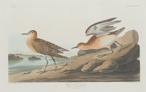 Buff-breasted Sandpiper, 1835. av Robert Havell