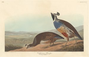 Kaliforniens rapphöna, 1838. av Robert Havell