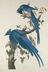 Columbia Jay, 1830. av Robert Havell