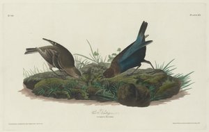 Kosparv, 1830. av Robert Havell
