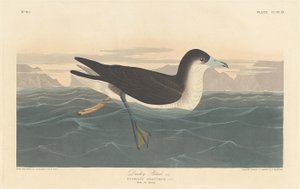 Dusky Petrel, 1836. av Robert Havell