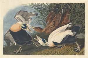 Ejderand, 1835. av Robert Havell