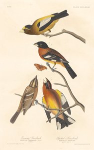 Evening Grosbeak and Spotted Grosbeak, 1837.