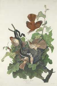 Järnaktig trast, 1831. av Robert Havell