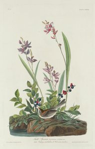 Fältsparv, 1832. av Robert Havell