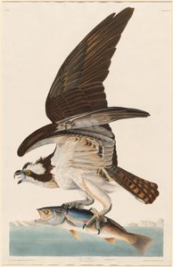 Fish Hawk, 1830. av Robert Havell