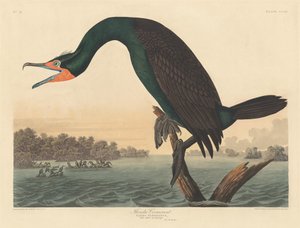 Floridaskarv, 1835. av Robert Havell