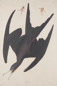 Fregatt Pelican, 1835. av Robert Havell