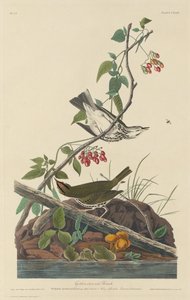 Guldkrönt trast, 1832. av Robert Havell