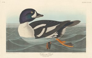Guldöga anka, 1838. av Robert Havell