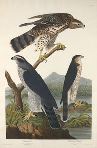 Goshawk och Stanley Hawk, 1832. av Robert Havell