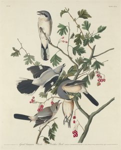 Great American Shrike eller Butcher Bird, 1834.