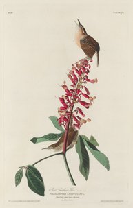 Great Carolina Wren, 1830. av Robert Havell