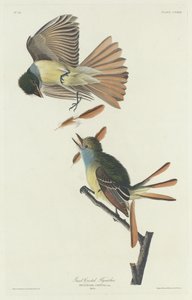 Stor flugsnappare, 1832. av Robert Havell