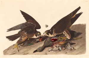 Great Footed Hawk, 1827. av Robert Havell