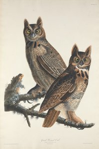 Stor hornuggla, 1829.