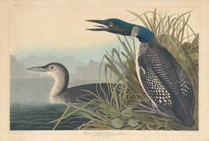 Great Northern Diver eller Loon, 1836. av Robert Havell