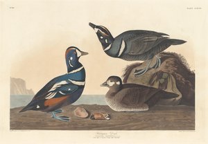 Harlequin Duck, 1836. av Robert Havell