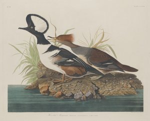 Hooded Merganser, 1834. av Robert Havell