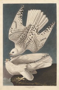 Island eller Jer Falcon, 1837. av Robert Havell