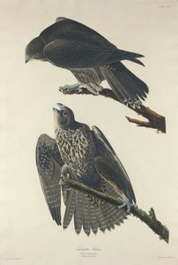ラブラドール ファルコン、1834 年。スウェーデン語 av Robert Havell