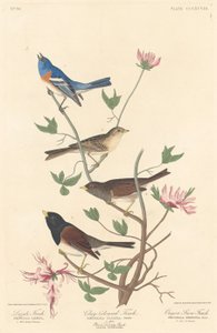 Lazuli Finch, Clay-colored Finch och Oregon Snow Finch, 1837.