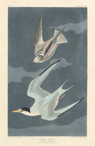 Lilla Tern, 1836. av Robert Havell