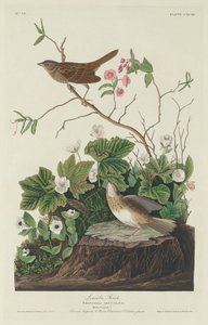 Lincoln Finch, 1834. av Robert Havell