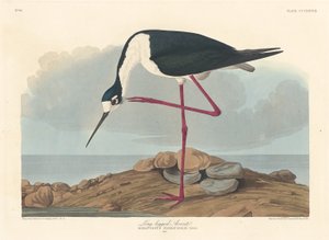 Långbent Avocet, 1836. av Robert Havell