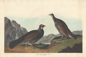 Långsvansad eller Dusky Grous, 1837. av Robert Havell