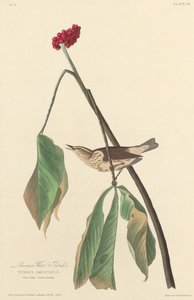 Louisiana vattentrast, 1827. av Robert Havell