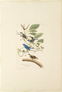 Indigo hane av Robert Havell