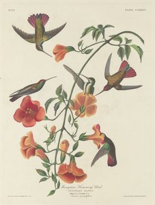 Mangrove Humming Bird, 1834. av Robert Havell