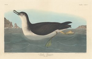 Manks Shearwater, 1836. av Robert Havell