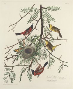 Orchard Oriole, 1828. av Robert Havell